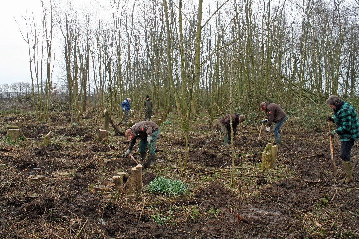 Gaten maken voor de nieuwe aanplant 